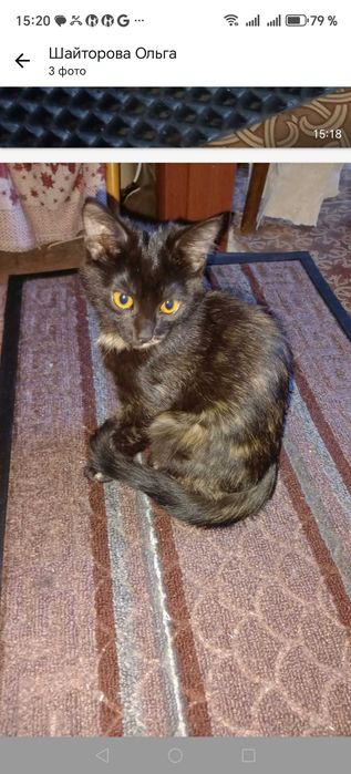 Котятки в добрые руки