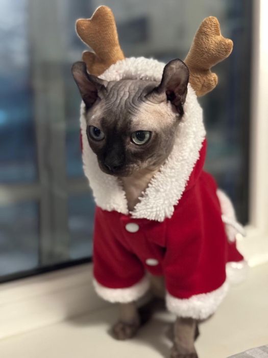 Бронь на котят эльф сфинкс