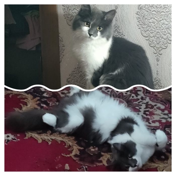 Отдам кота и кошку