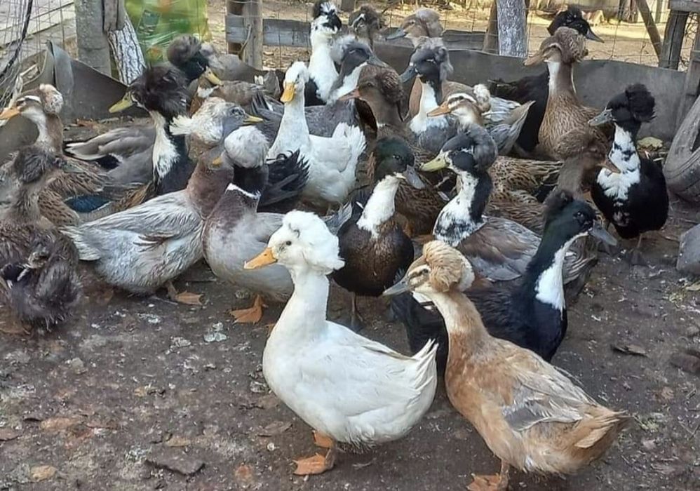 Ouă de rață românească cu moț