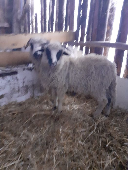 Disponibil 4 miei berbecuți