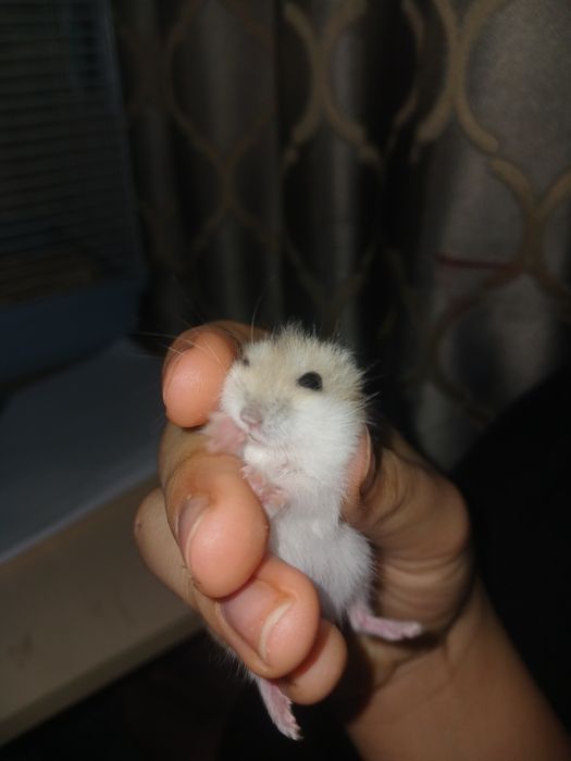 Джунгарики мальчики