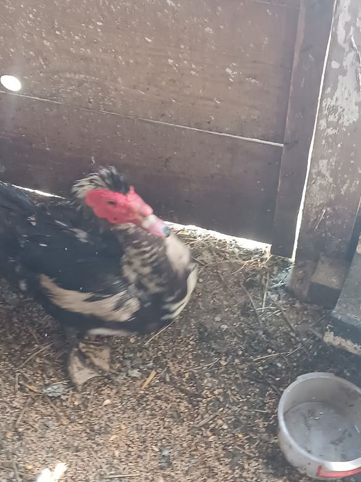 Vând rățoi leșesc de tăiat sau de prăsilă