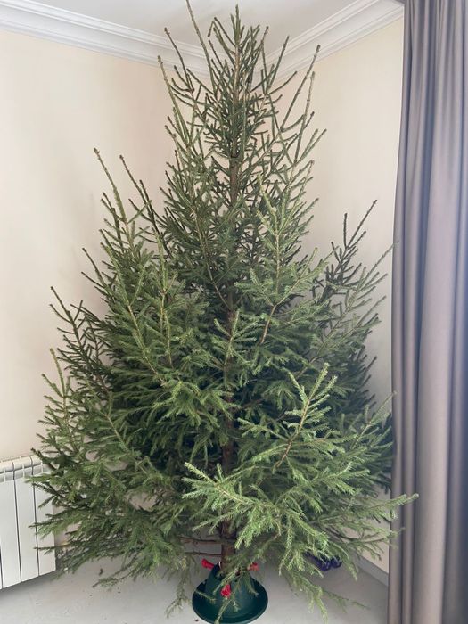 Живые новогодние елки, сосны!!! Доставка и установка бесплатно!!!