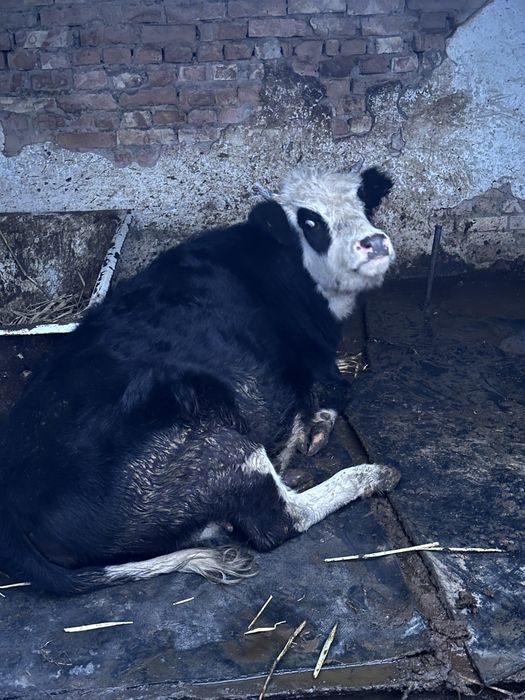 Буаз Мал сатылымда