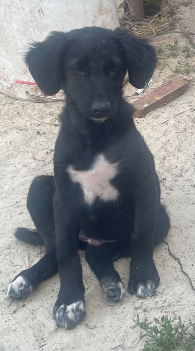 Отдам щенков в добрые руки
