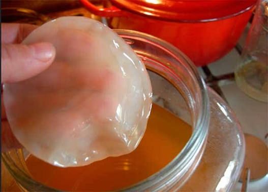 Полезный Чайный Гриб