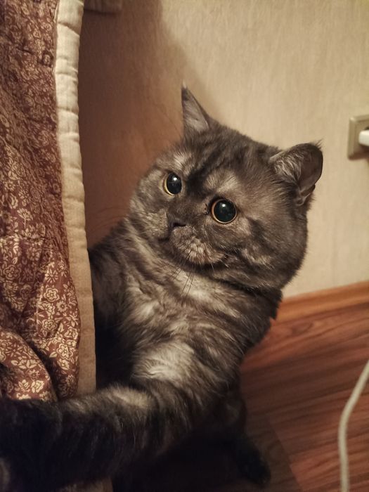 Шотландский кот ищет кошку для вязки