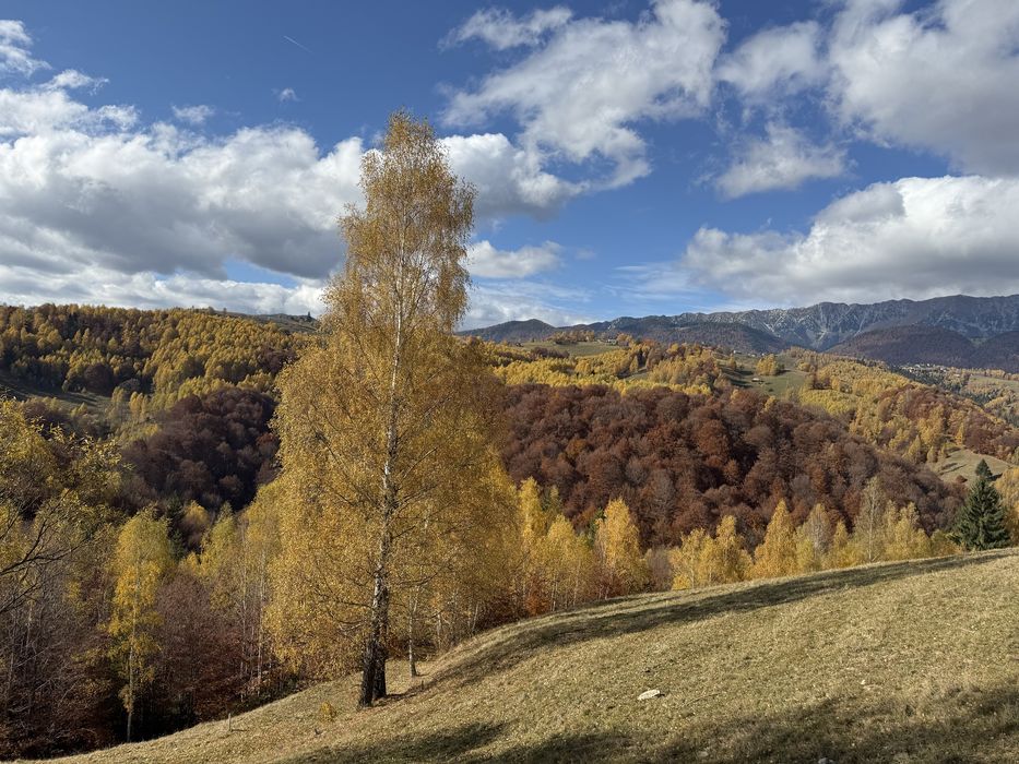 Teren extravilan Sat Pestera, Com. Moieciu