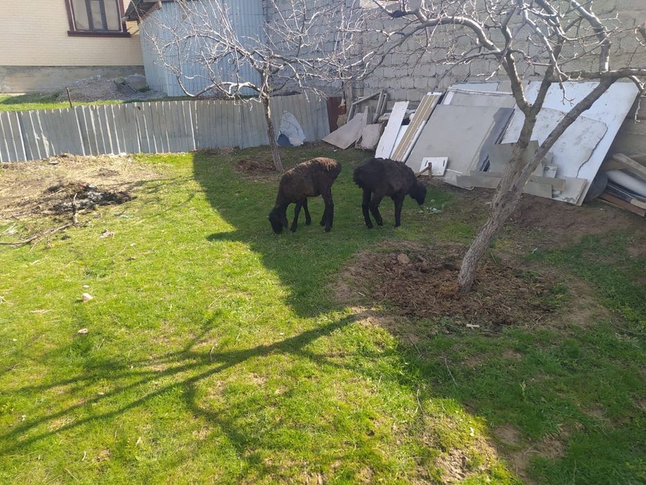 Қозылар декабрьский 2бас 170мың