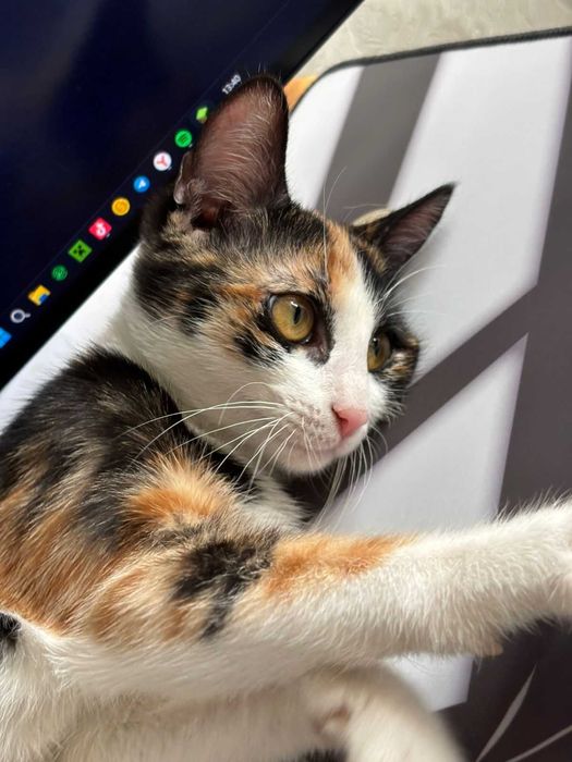 Отдам котят 4 месяца в добрые руки.