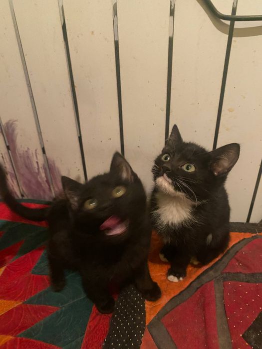 Ищем дом для двух котят