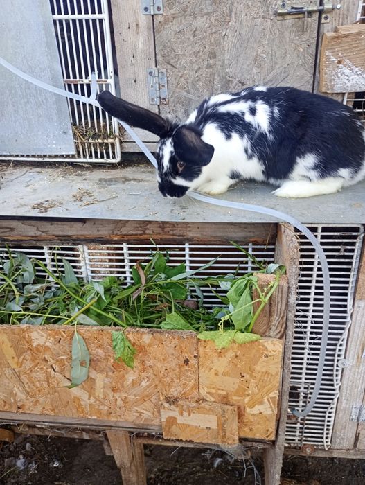 Vând doua iepuroaice in vârstă de 6 luni