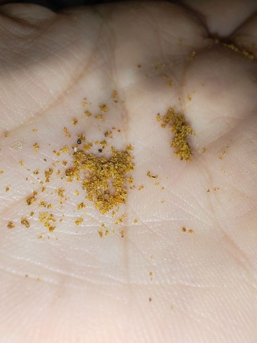 Hrana sak Pesti acvariu granulație 0,0/0,1 mm