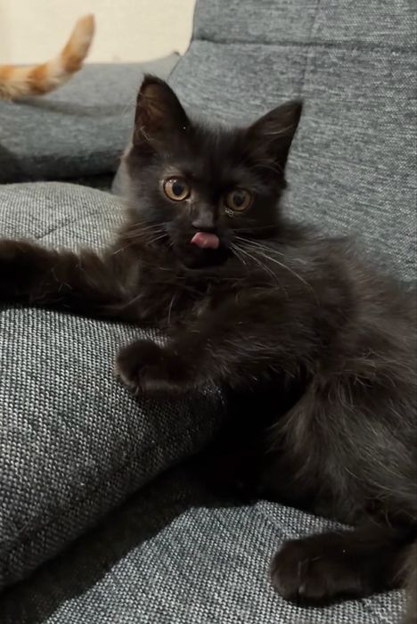 Котенок ищет дом