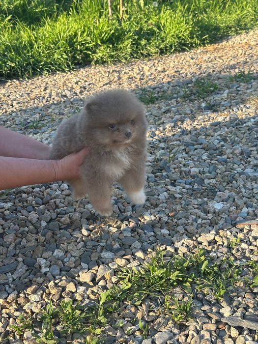 Померан мъжко и женско