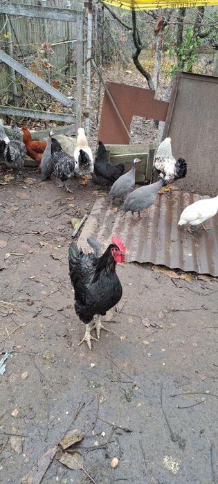 Curci/curcani/bibilici/câțe