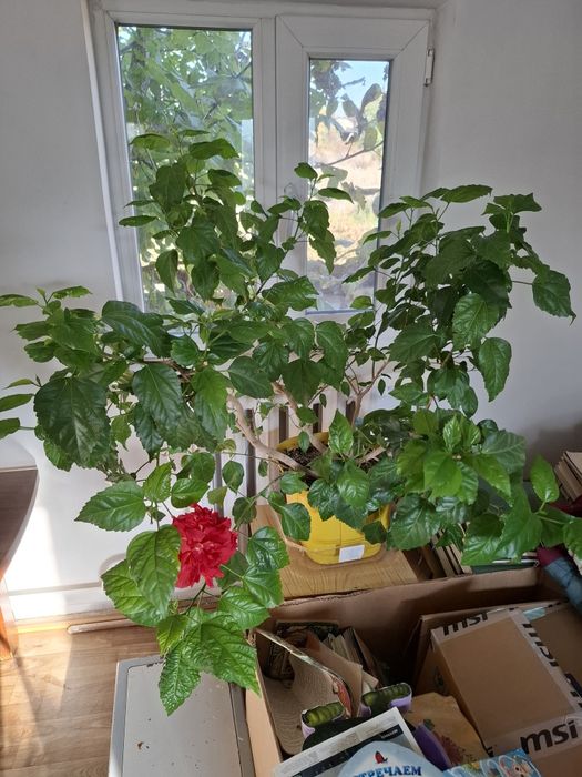 Продам Гибискус Китайская Роза!
