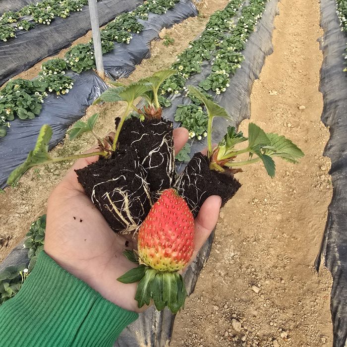 Разсад целогодишни ягоди