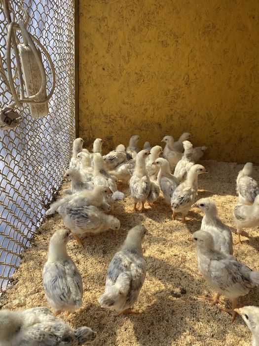 Цыплята породы Адлер