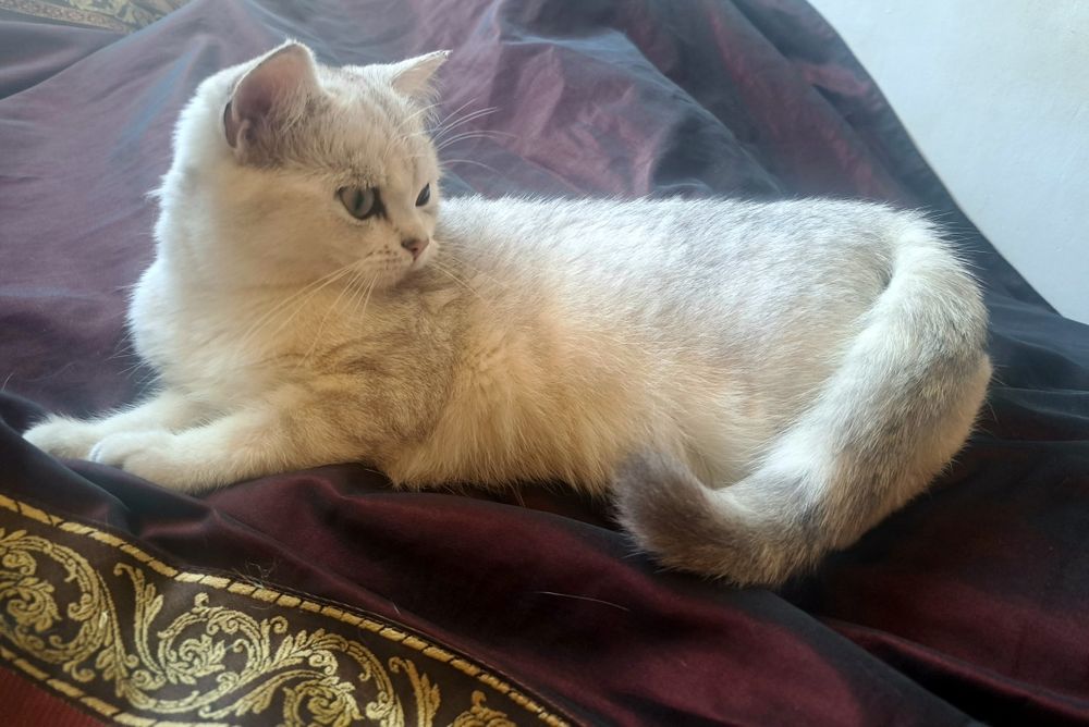 Котенца шотландски/британски