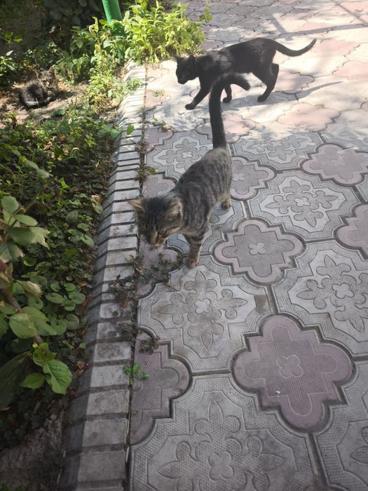 Отдам котят в хорошие,добрые руки