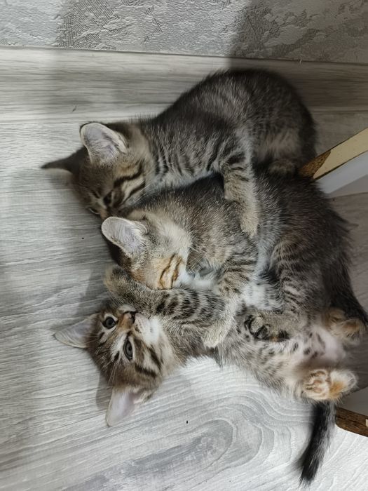 Отдам котят в добрые руки