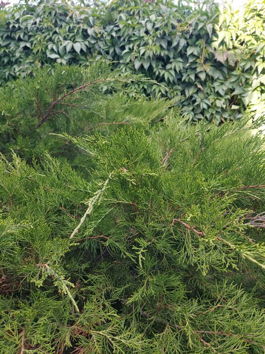 Лечение хвойных расстений