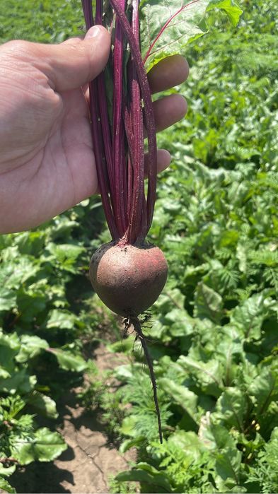 Sfecla rosie Pablo F1