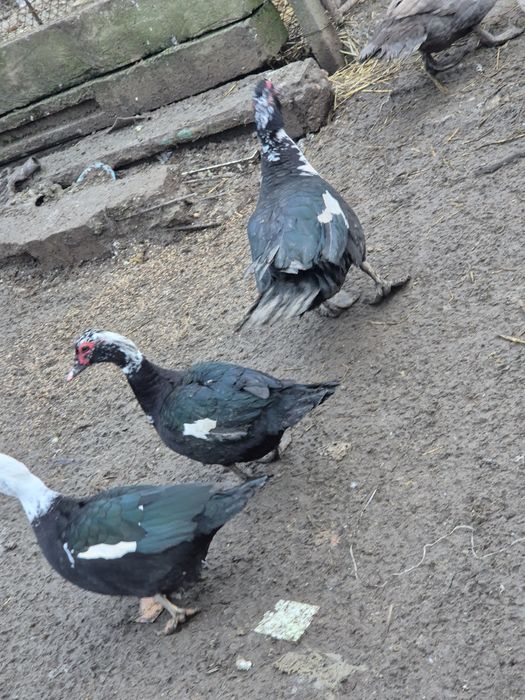 Rate mute de vanzare