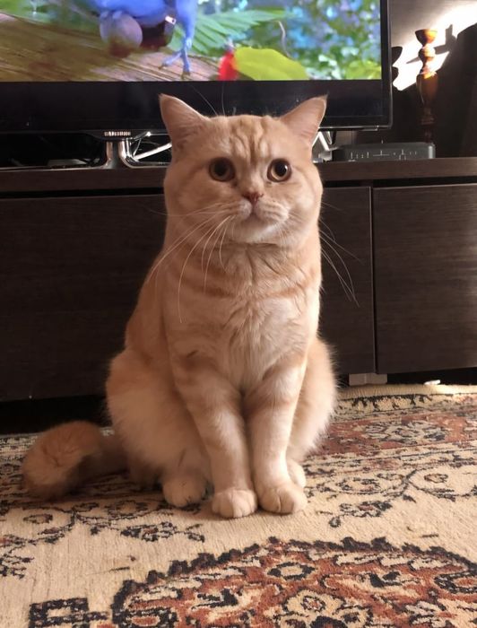 Котёнок Шотландский девочка