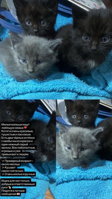 Отдам котят в добрые руки