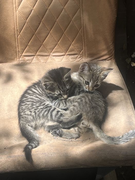 Котятя