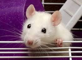 Продам ручных крыс