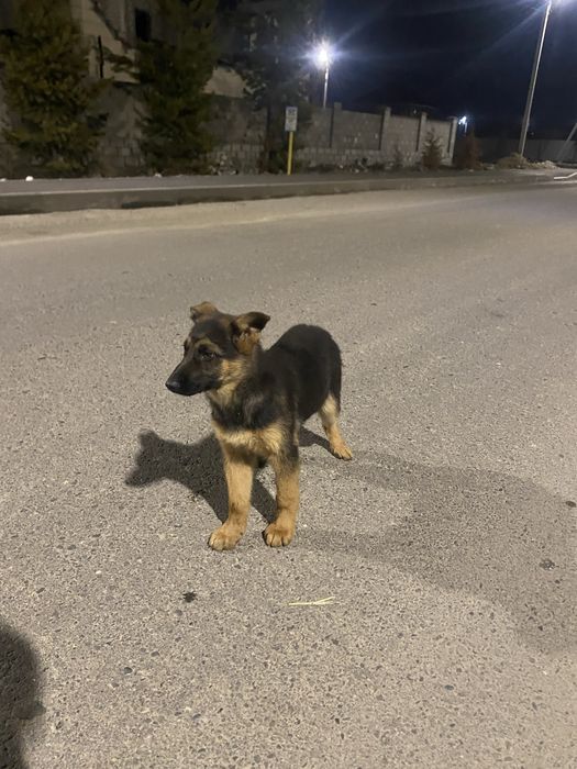 Немецски овчарка