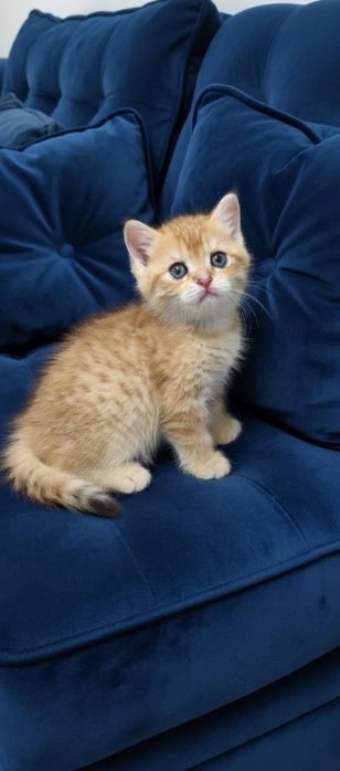 Британский котик.