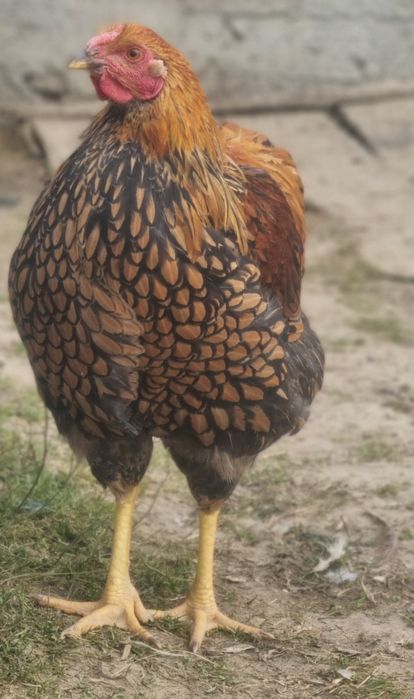 Schimb 2 cocoșei wyandotte gsg