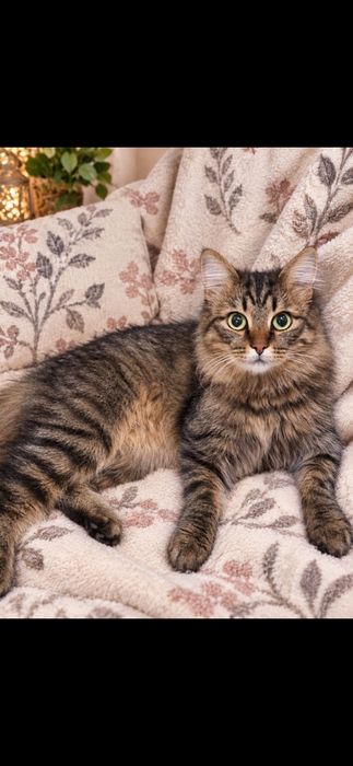 Котик бесплатно!
