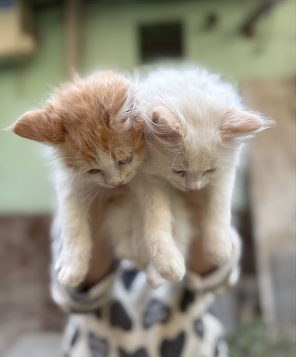 Котенок в добрые руки