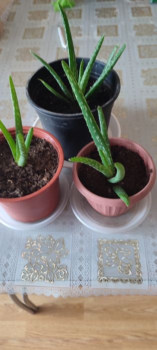 Комнатные  растения