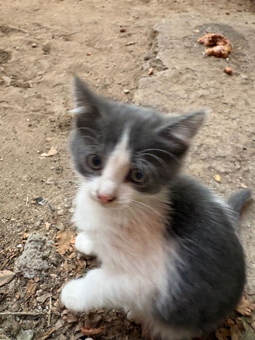 котята, 2 кошечки