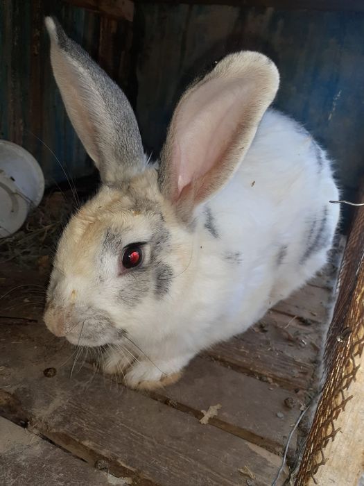 Кролики и крольчата бабочки