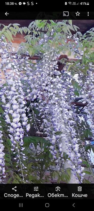 Продавам вкоренени резници на глициния (Wisteria sinensis)