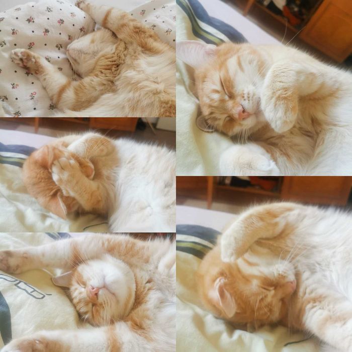 Pet sitting/ Ingrijire animale la domiciliu -  Medias si zonele limitrofe