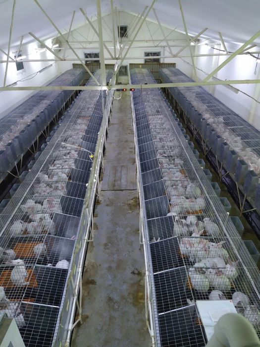 Продаются клетки