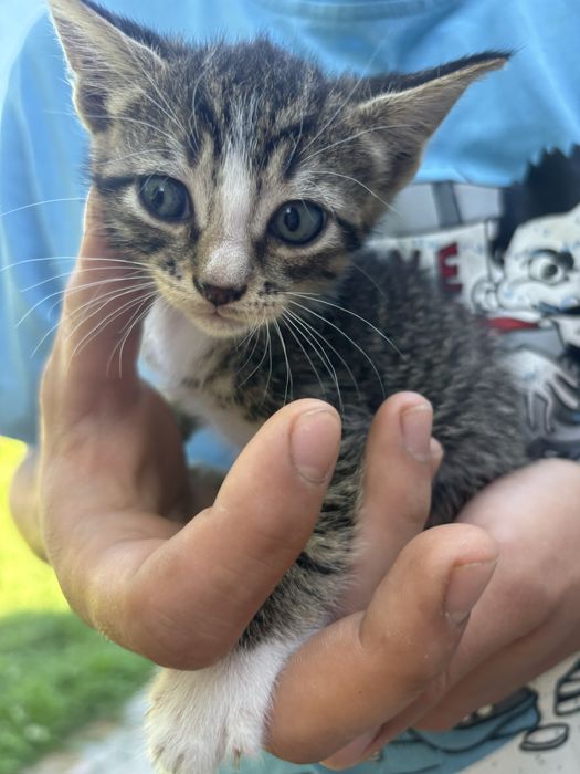Adoptie pisoiasi