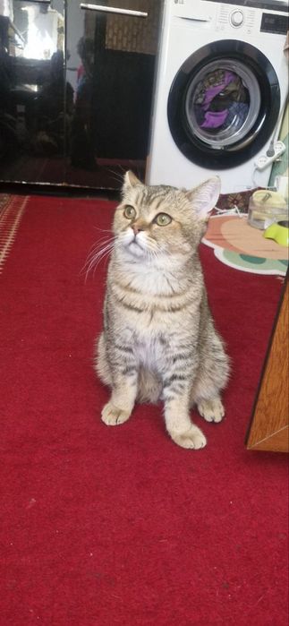 Котенок- мальчик , породы шиншила  в поисках дома! Ташкент!