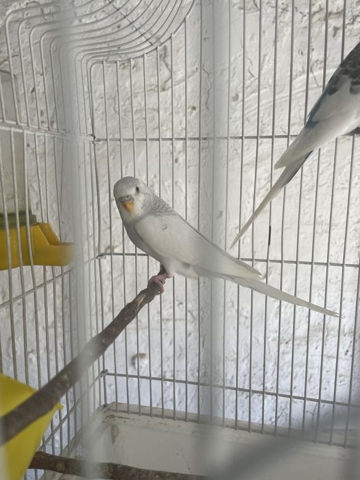 Волнистые попуги