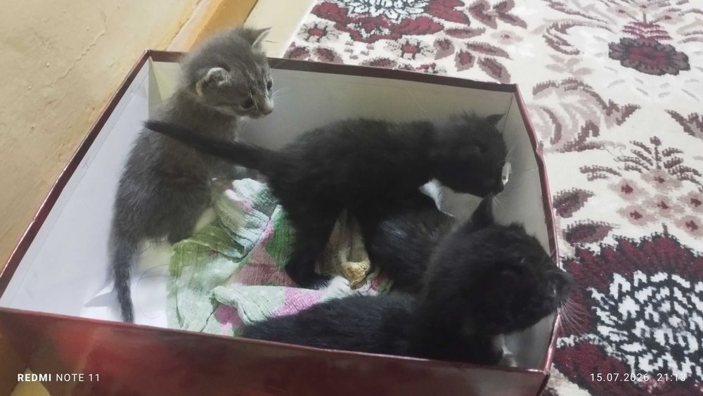 котята маленькие