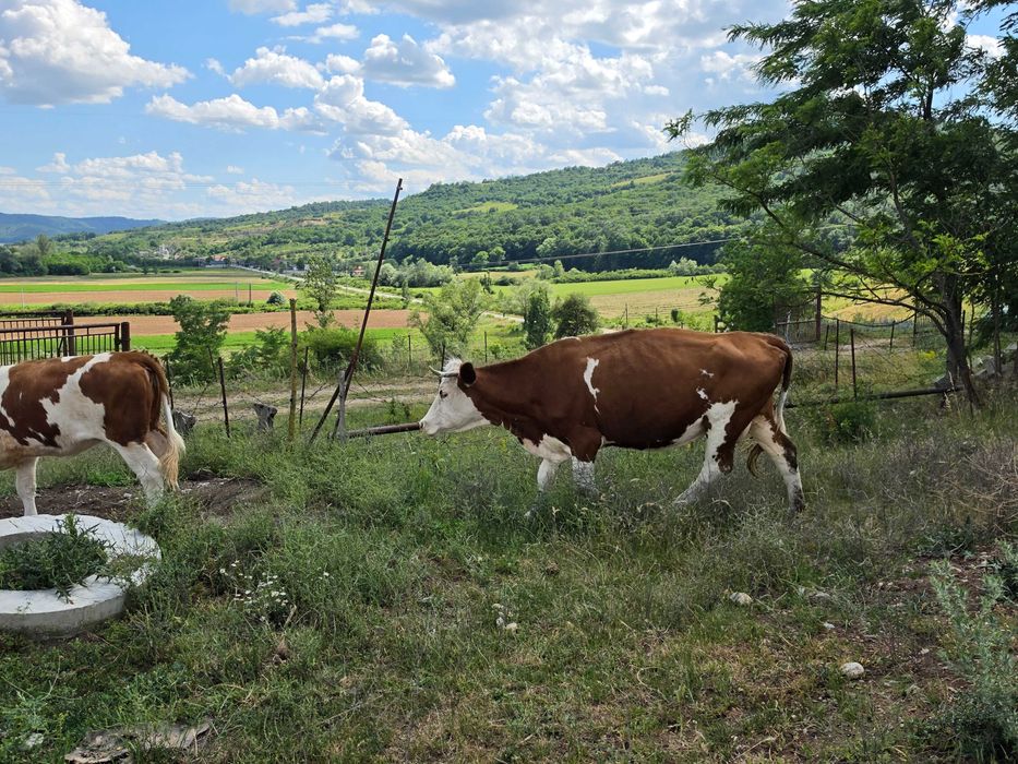 Două vaci și un taur de montă.